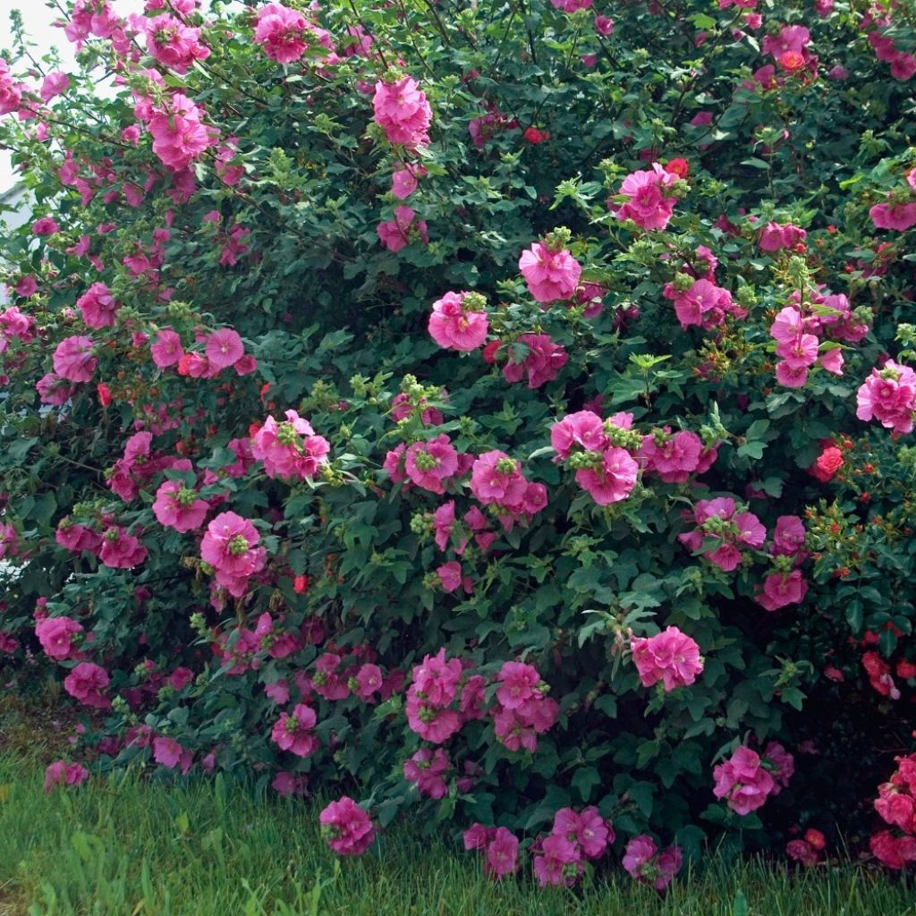 Lavatera Chamallow - Lavatère, mauve en arbre