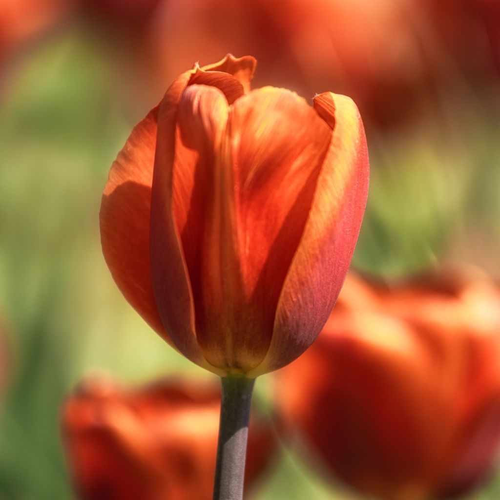 Tulipe Triomphe Brown Sugar