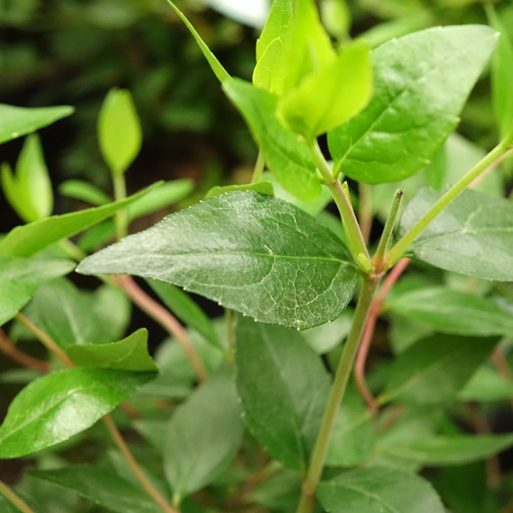 Abelia grandiflora Sherwood