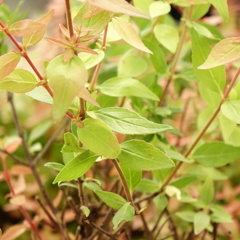 Abelia grandiflora Pisto