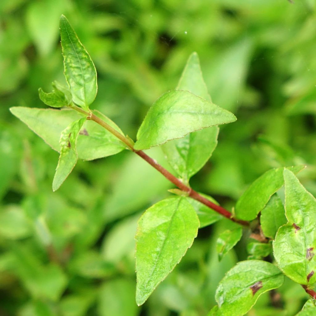 Abelia grandiflora Prostrata