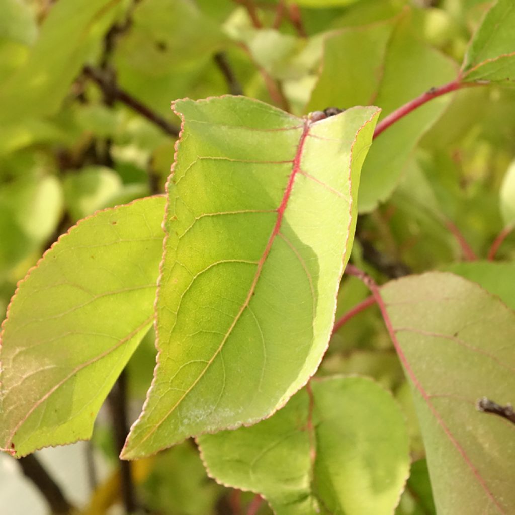 Abricotier - Prunus armeniaca Bulida