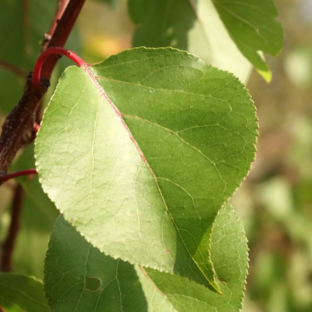 Abricotier - Prunus armeniaca Harcot