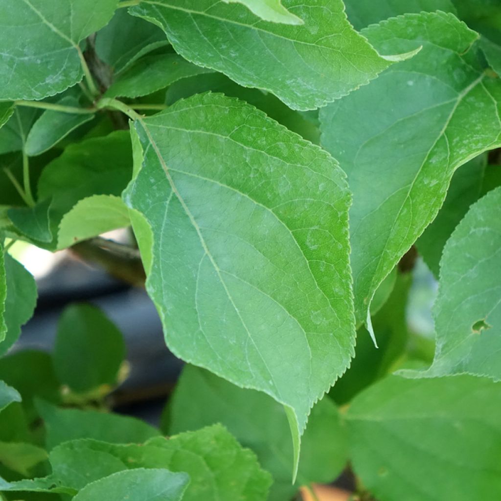 Abricotier - Prunus armeniaca Nanum