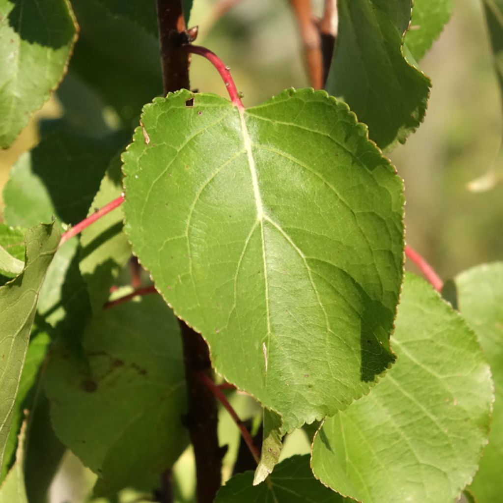 Abricotier Rouge du Roussillon