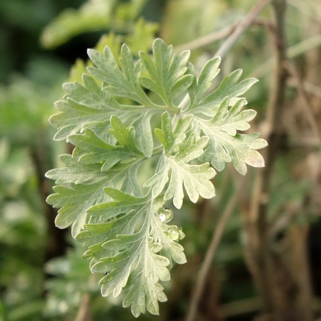 Absinthe - Artemisia absinthium