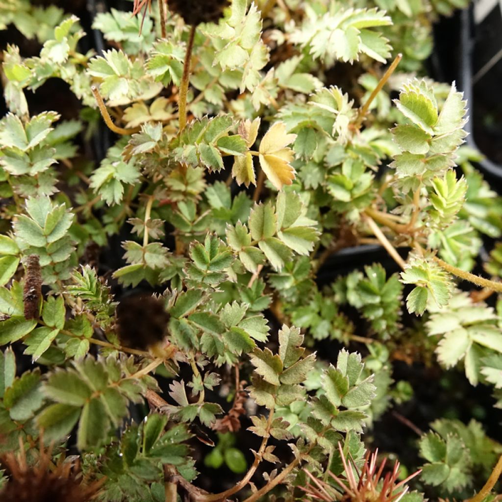 Acaena microphylla Dichte Matte - Lampourde à petites feuilles