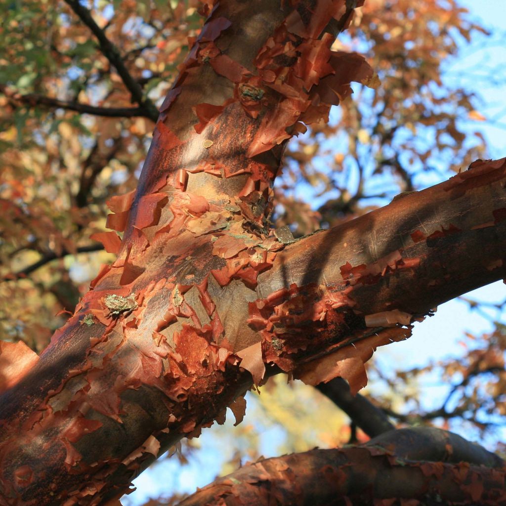 Érable cannelle - Acer griseum