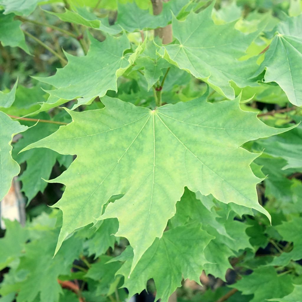 Acer platanoides Columnare - Érable plane