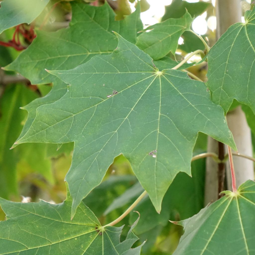 Acer platanoides Maculatum - Erable plane