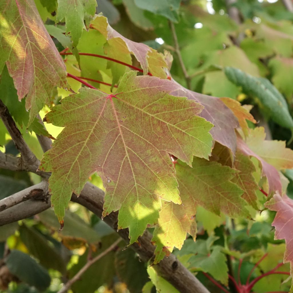 Acer rubrum Sekka - Erable rouge