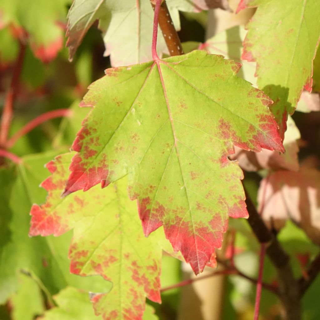 Acer rubrum Sun Valley - Érable rouge
