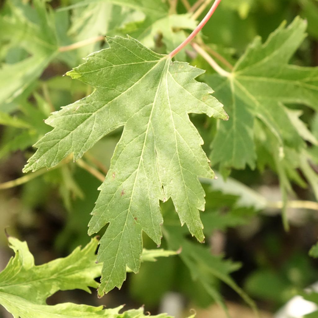 Acer saccharinum Laciniatum Wieri - Érable argenté