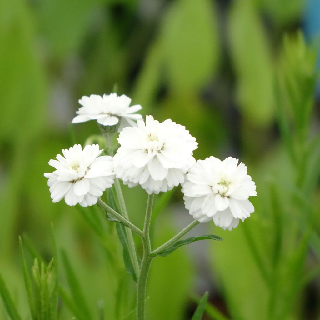 Achillea ptarmica - Bouton-d'argent