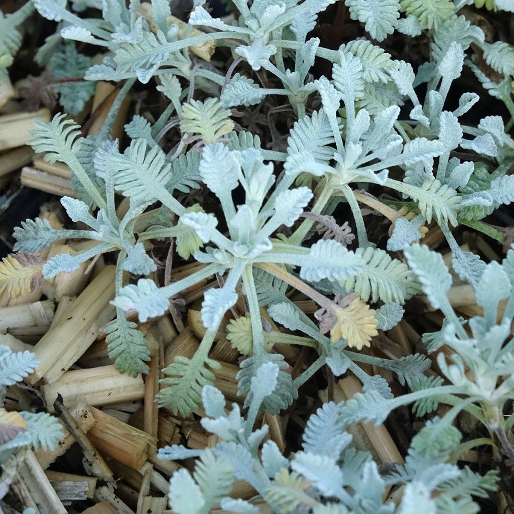 Achillea umbellata - Achillée