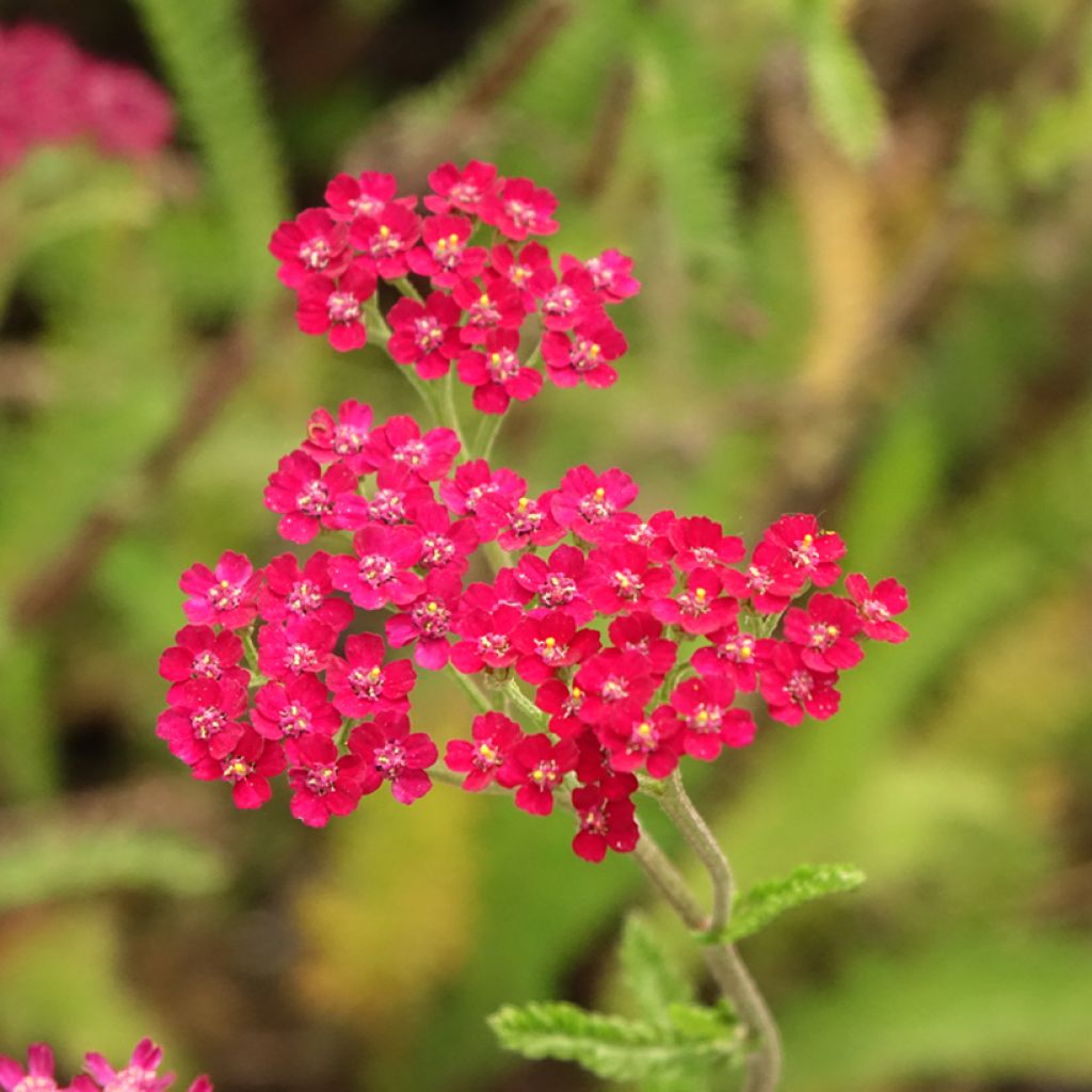Achillée millefeuille Cassis - Achillea millefolium