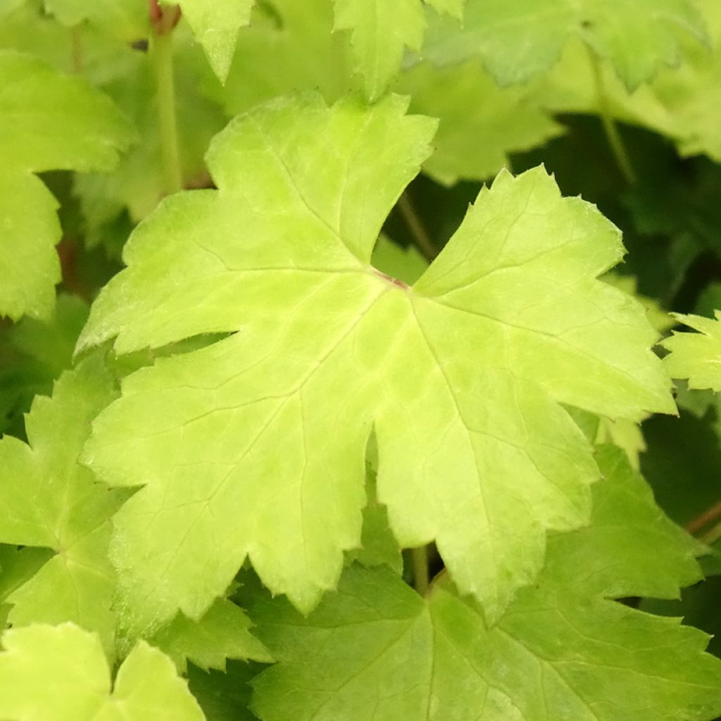 Actaea Cheju-Do - Cimicifuga japonica