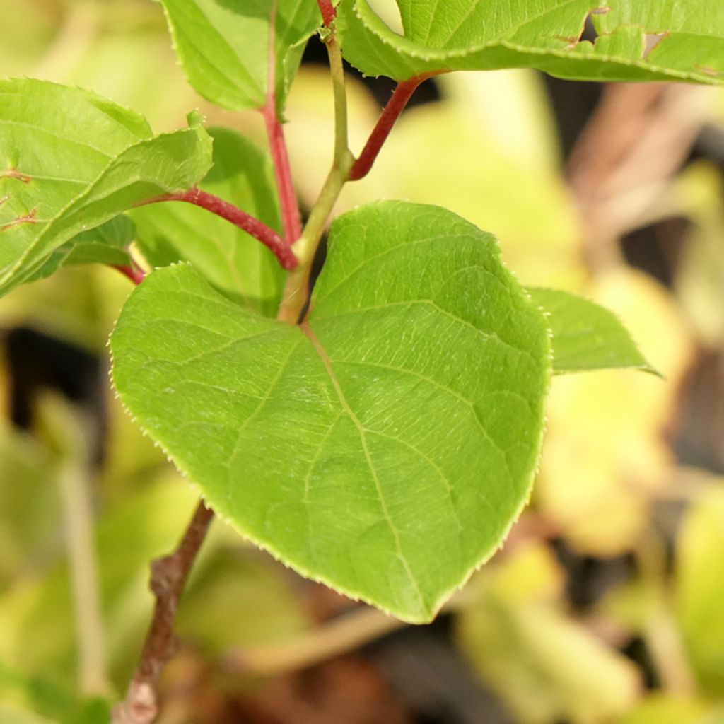 Kiwi arguta Domino (femelle) - Kiwai - Actinidia arguta