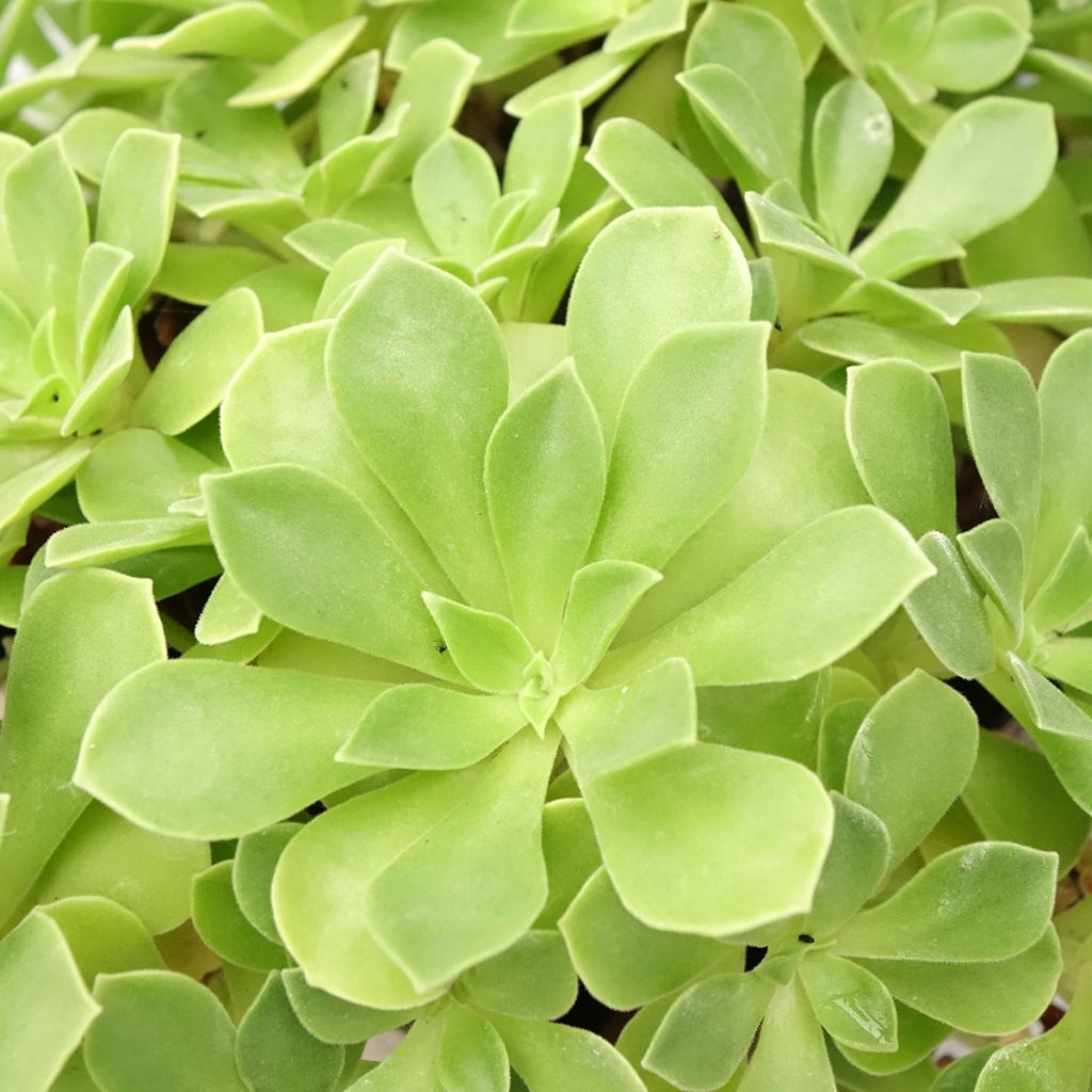 Aeonium Goblin