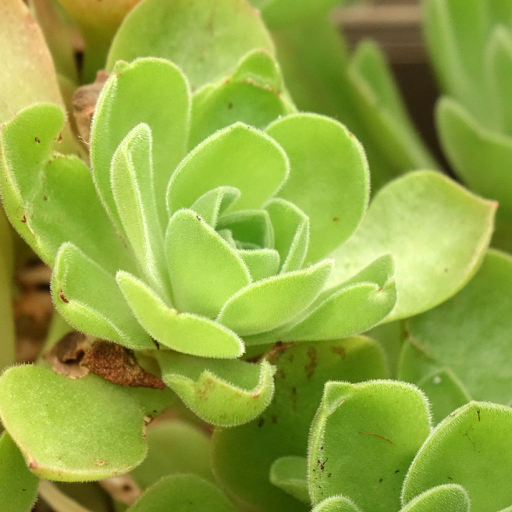 Aeonium Goblin