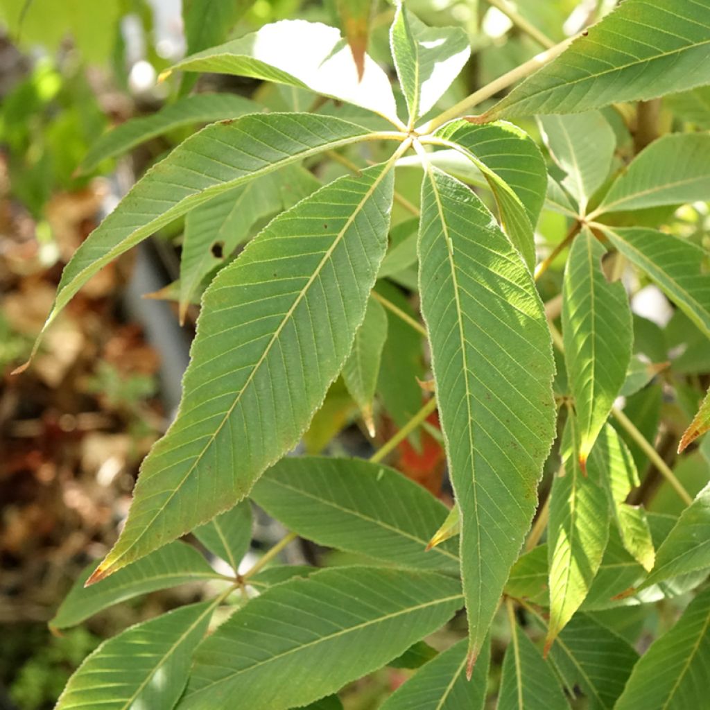 Aesculus glabra Herkenrode - Marronnier de l'Ohio
