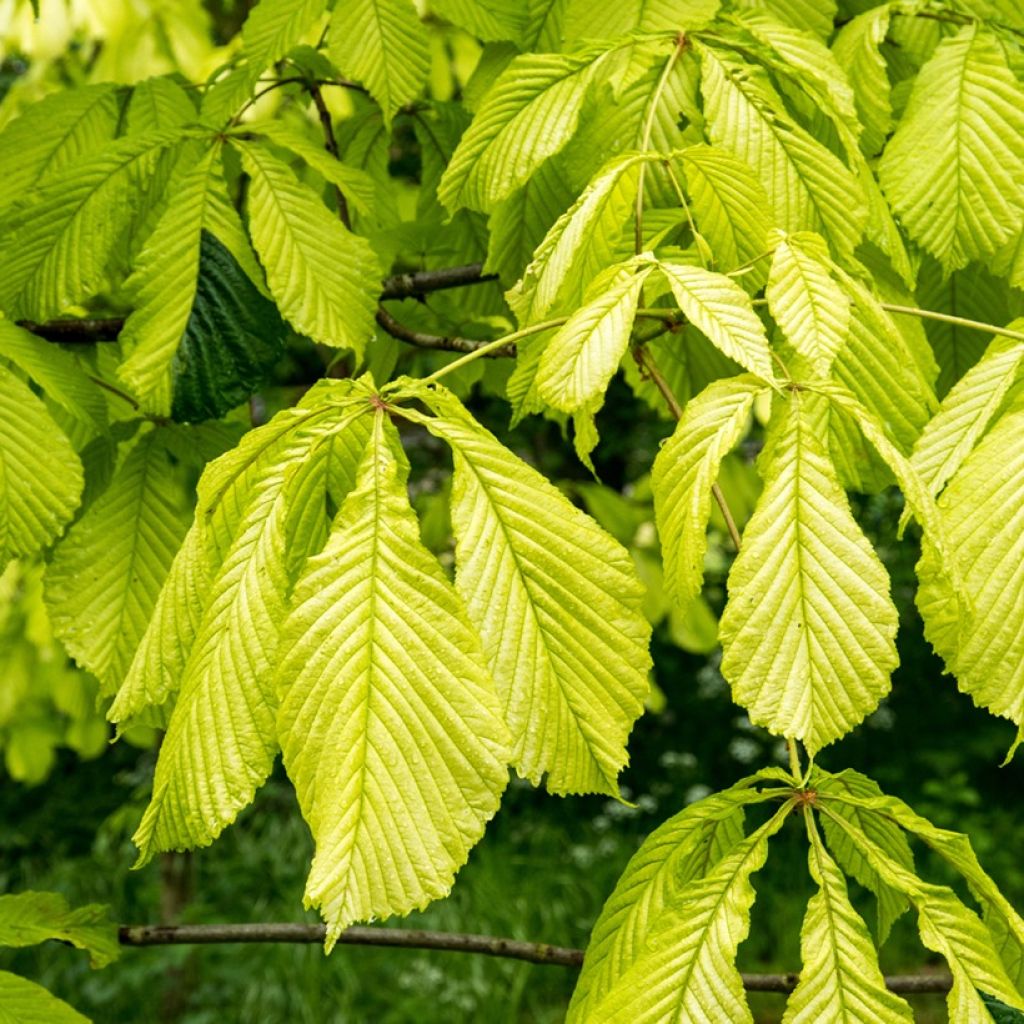 Aesculus hippocastanum Wisselink - Marronnier commun