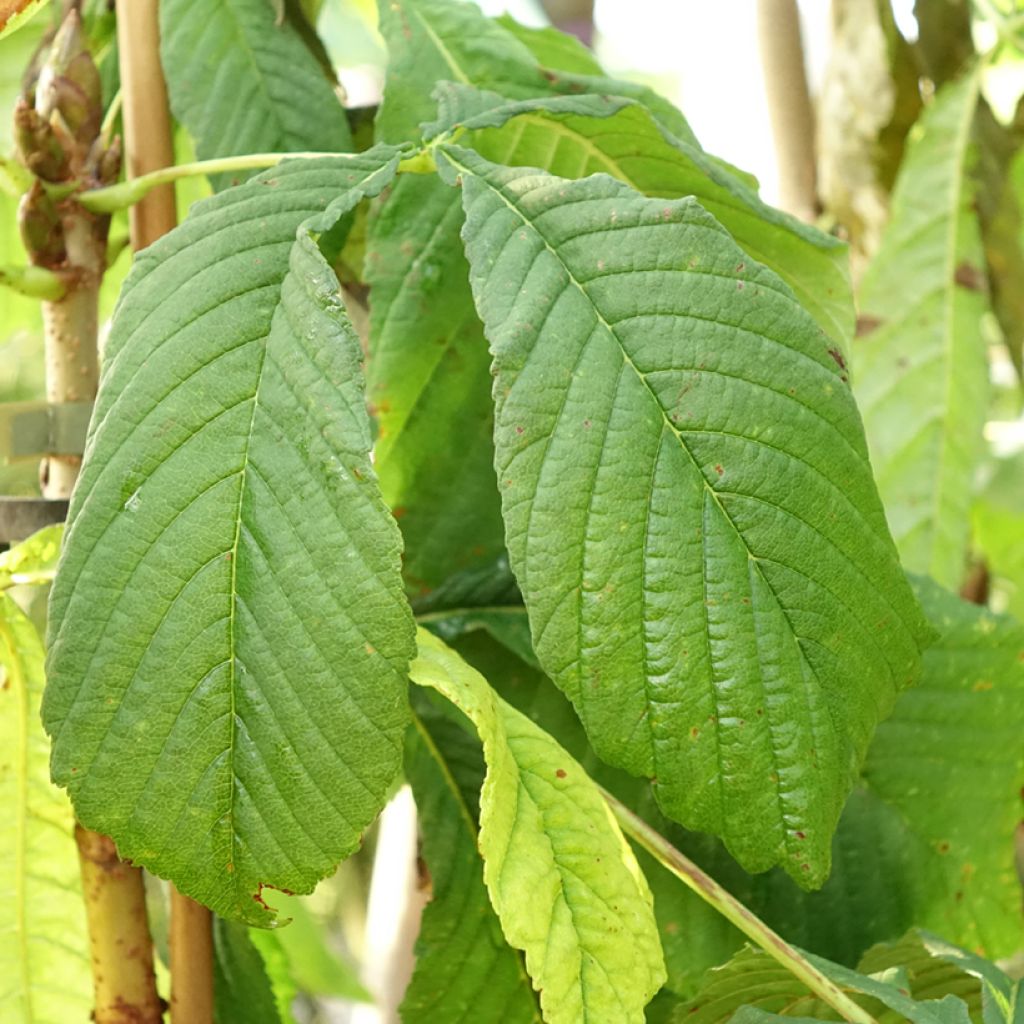 Aesculus hippocastanum Hampton Court Gold - Marronnier commun