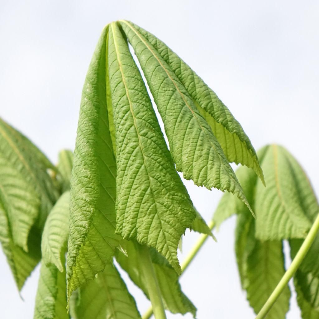 Aesculus hippocastanum Umbraculifera - Marronnier commun