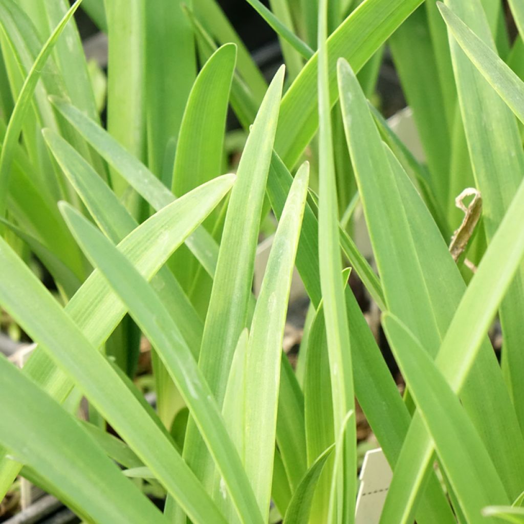Agapanthe Intermedius