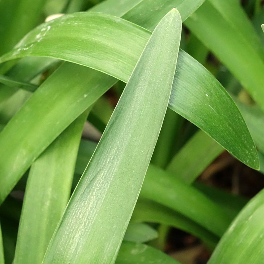 Agapanthe Phantom