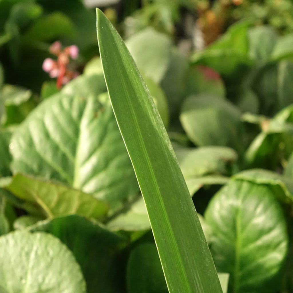 Agapanthe Purple Heart