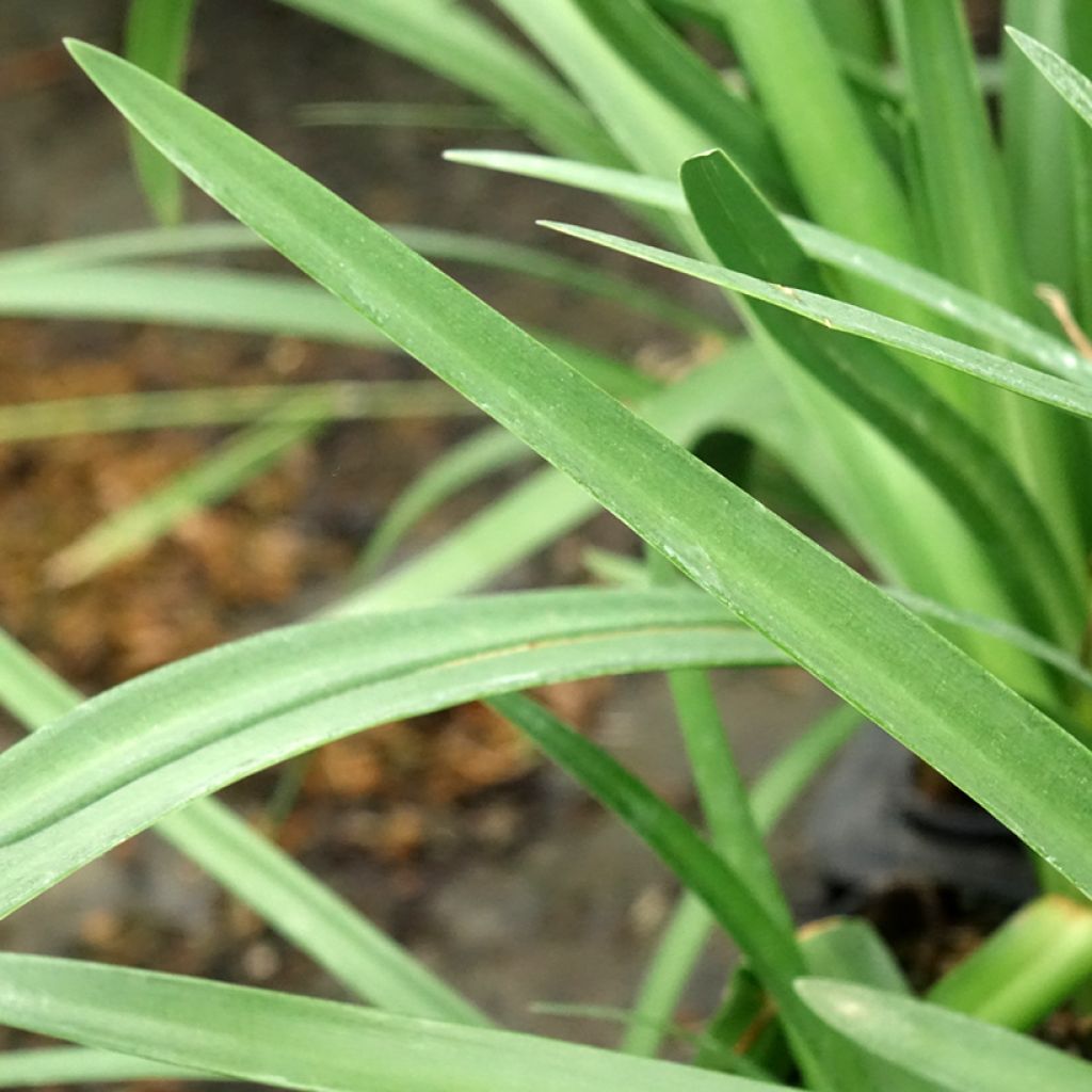 Agapanthe Royal Velvet
