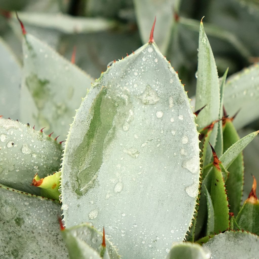 Agave pygmae Dragon Toes