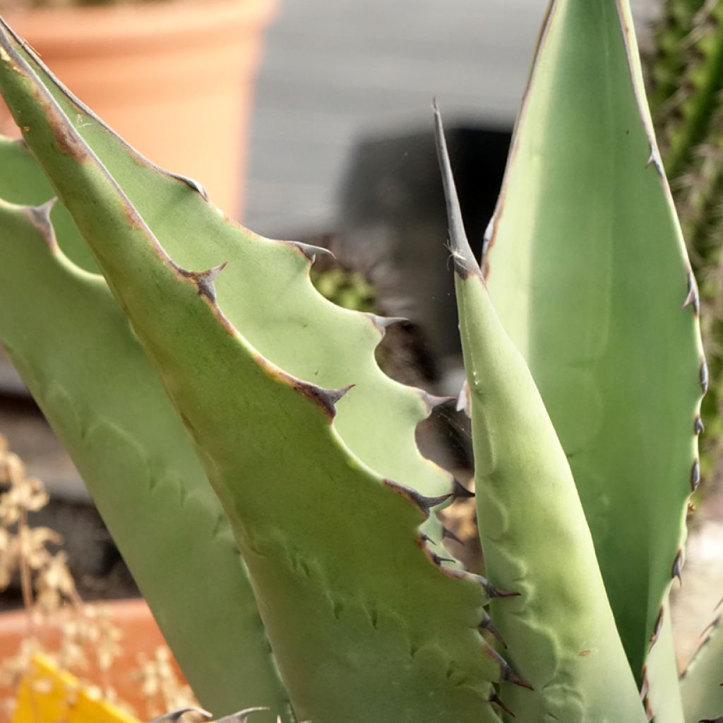 Agave salmiana subsp. crassispina
