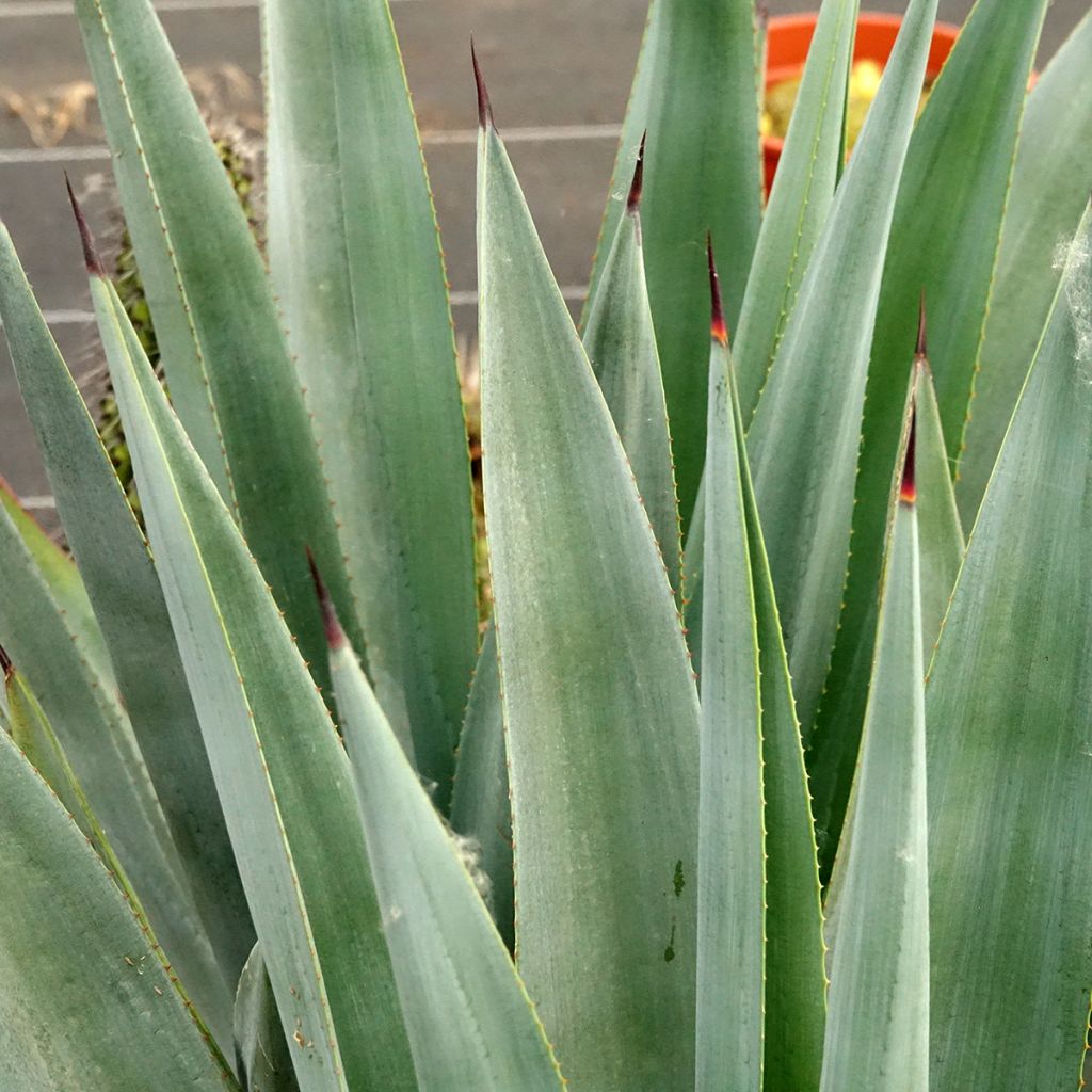 Agave x winteriana