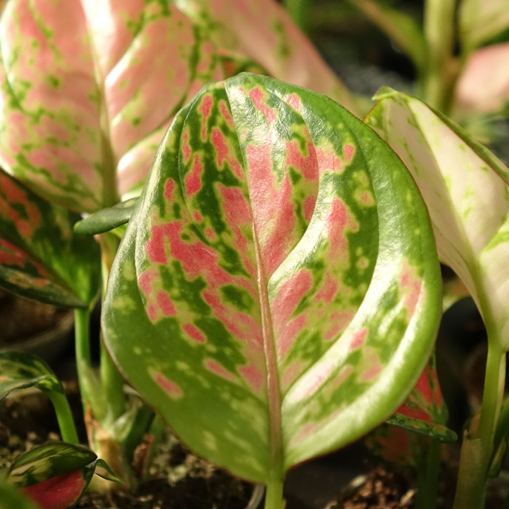 Aglaonema Beauty
