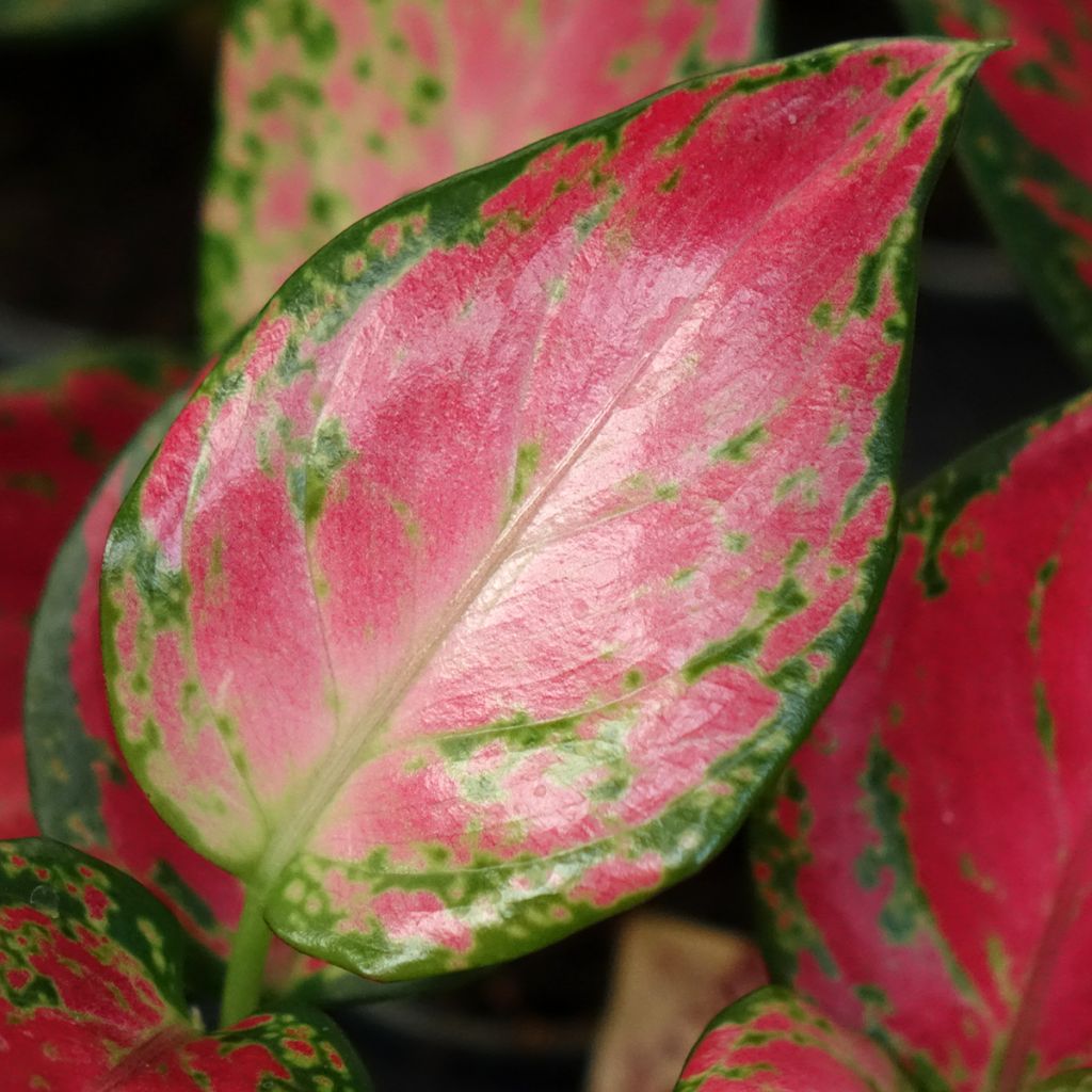Aglaonema Red Dragon