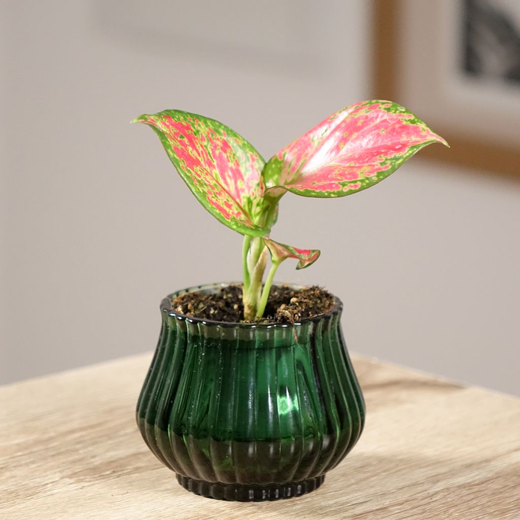 Aglaonema Red Valentine