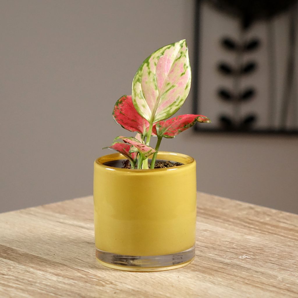 Aglaonema Rich Red