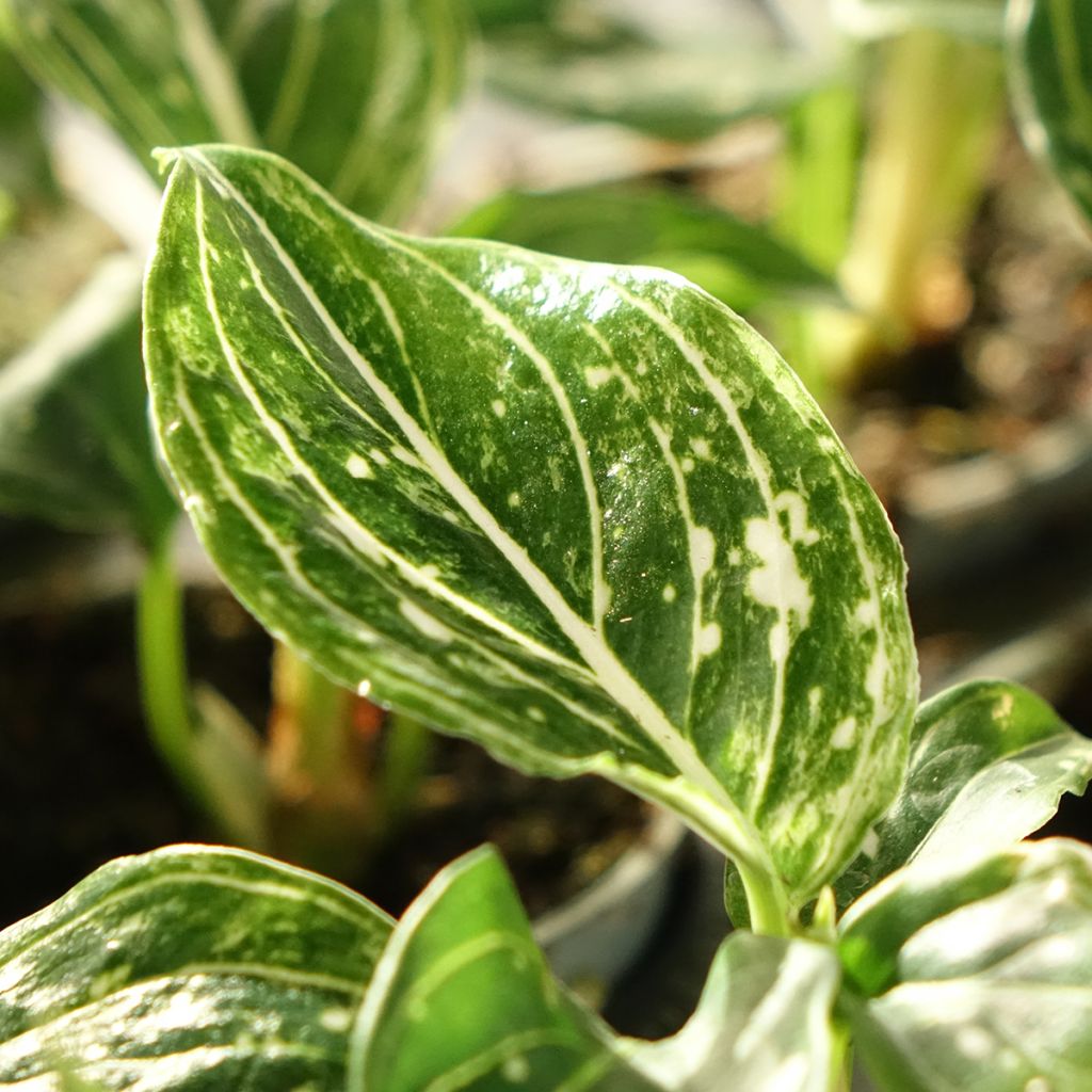 Aglaonema Toms Pride