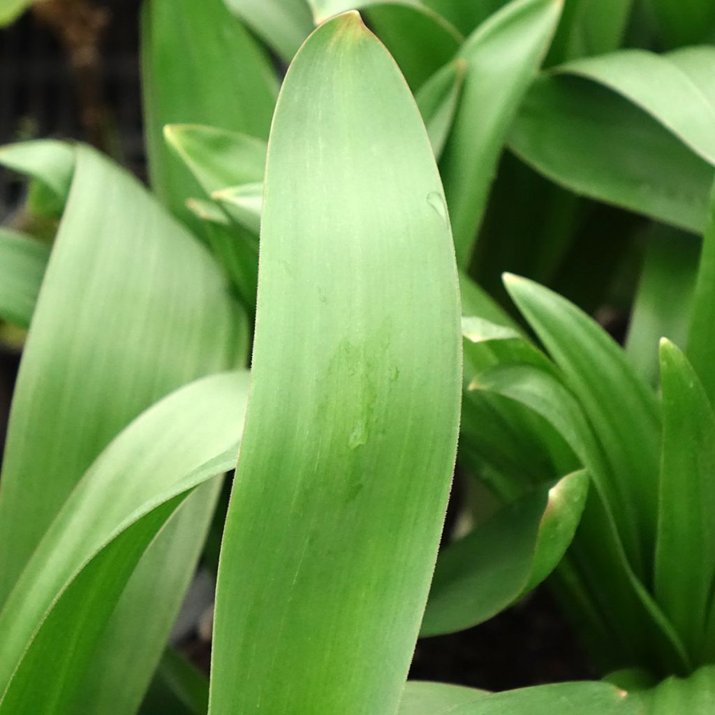 Ail d'ornement - Allium giganteum