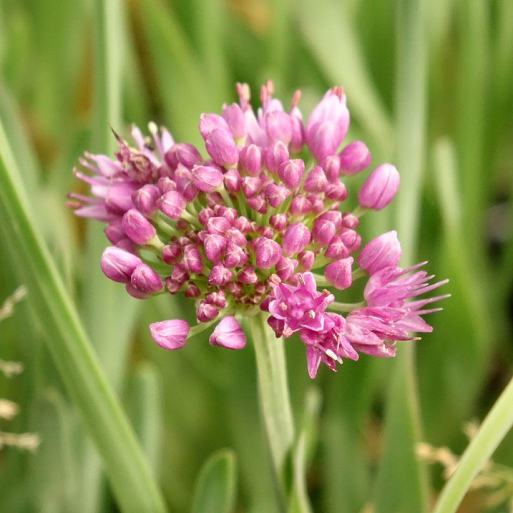 Ail d'ornement - Allium Little Sapphire