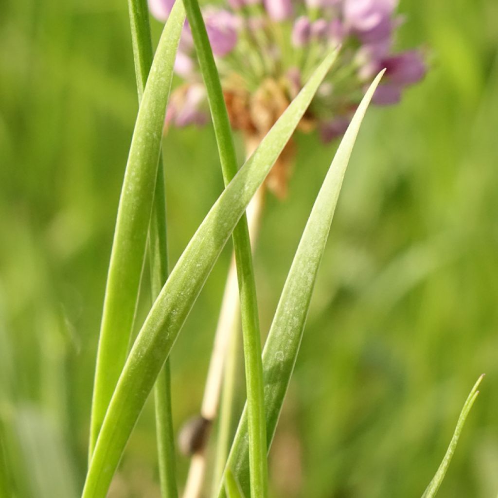 Ail d'ornement - Allium senescens Avatar