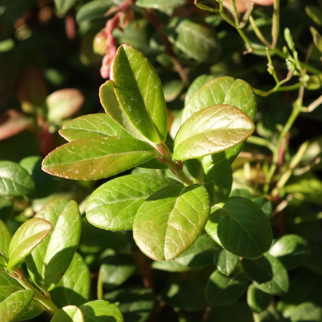 Airelle rouge Bio - Vaccinium vitis idaea