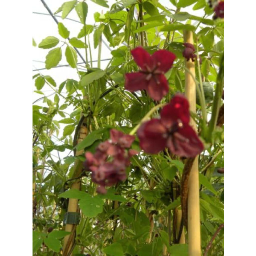 Akebia pentaphylla - Akebie hybride