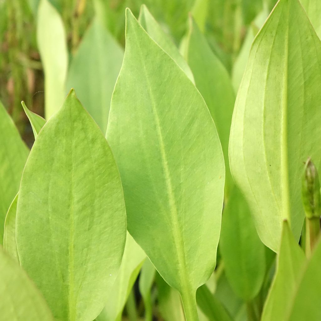 Alisma lanceolatum - Plantain d'eau à feuilles lancéolées