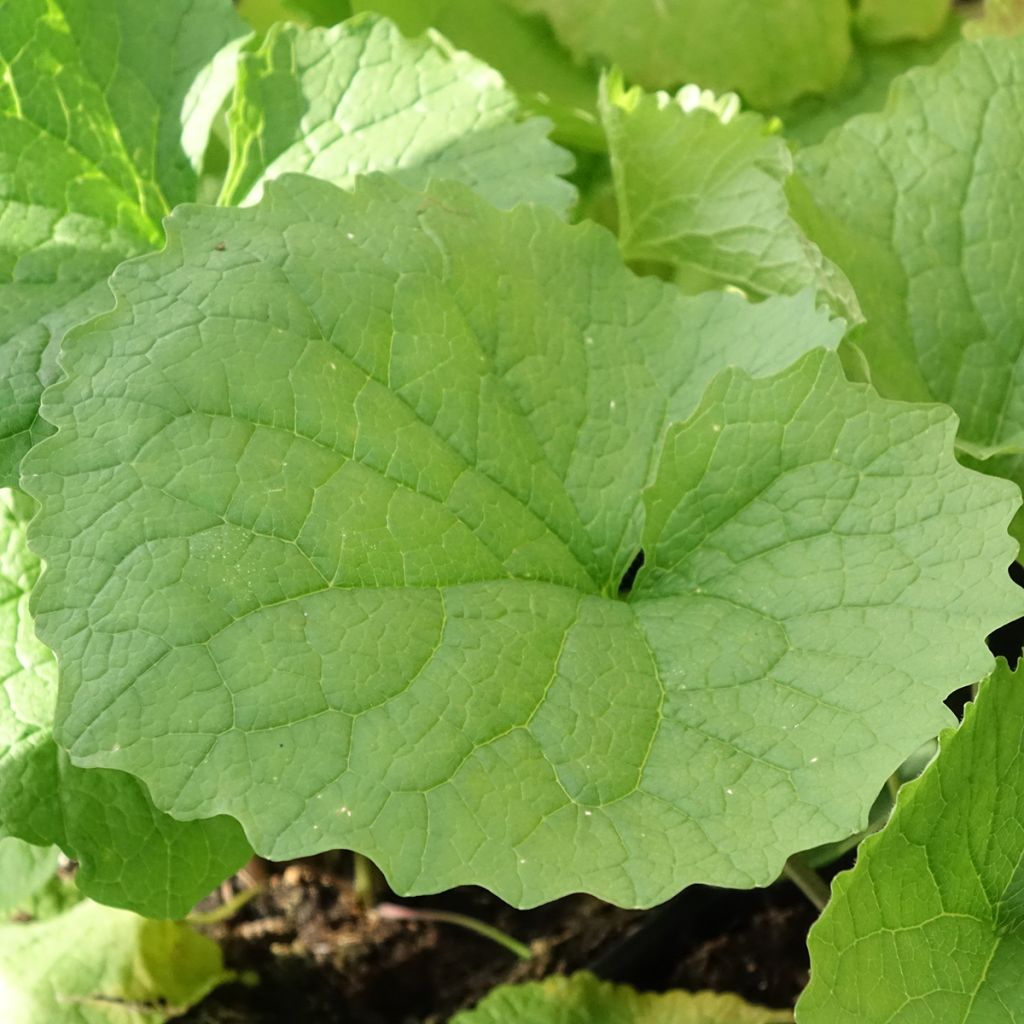 Alliaire officinale ou Herbe à ail - Alliaria petiolata