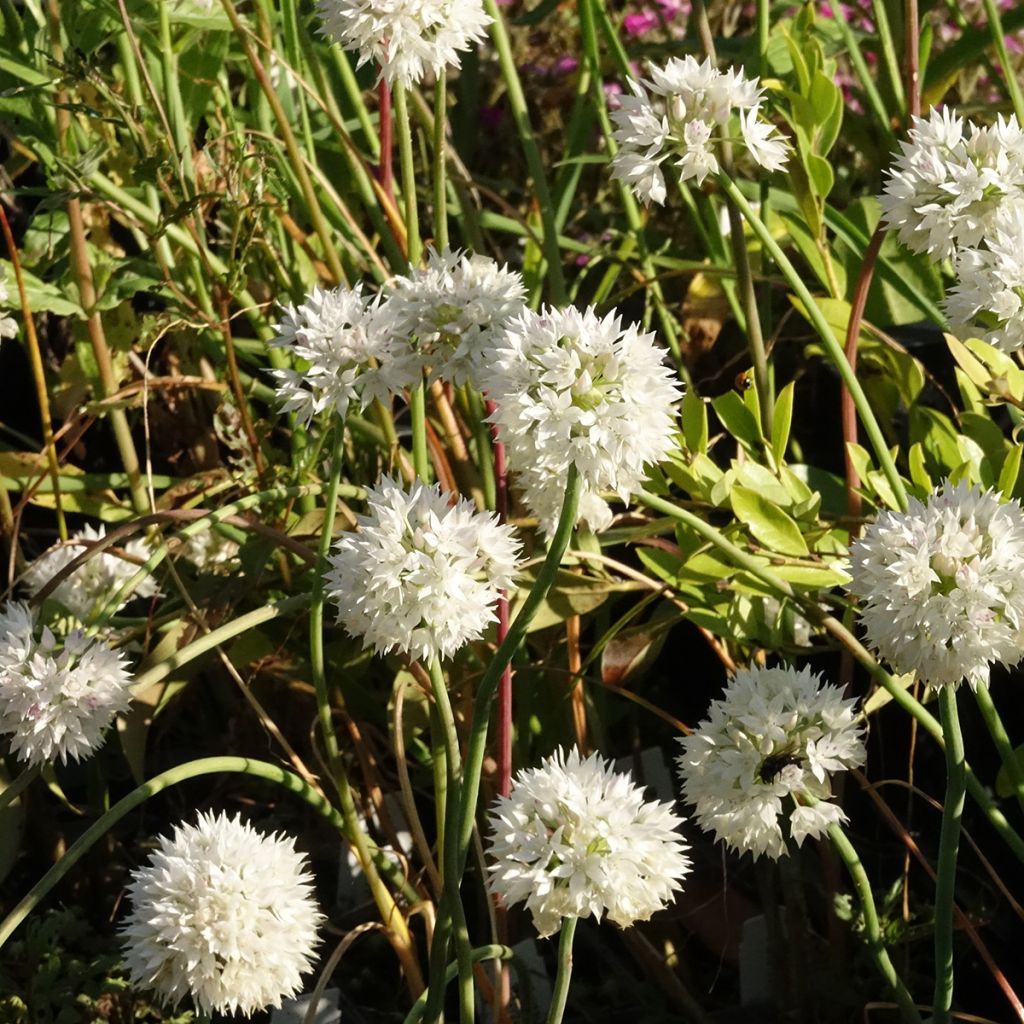 Allium amplectens Graceful - Ail d'ornement