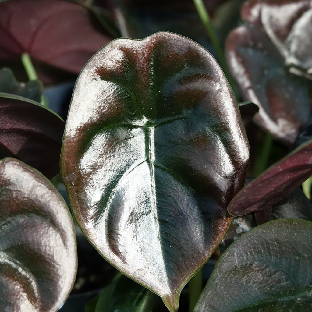 Alocasia cuprea Red - Oreille d'éléphant