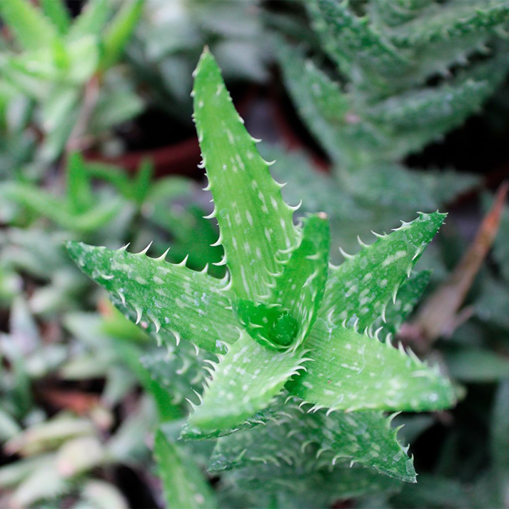 Aloe squarrosa